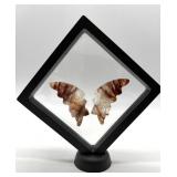 Carved Stone Butterfly Wings in Display Frame #6