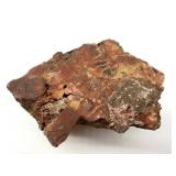 Petrified Wood Specimen