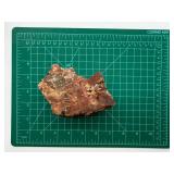 Petrified Wood Specimen