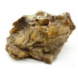 Large Petrified Wood Specimen 3 Lb 7 Oz