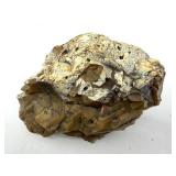 Large Petrified Wood Specimen 3 Lb 7 Oz