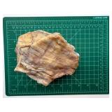 Large Petrified Wood Specimen 3 Lb 7 Oz