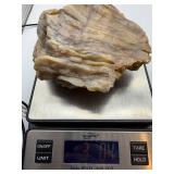 Large Petrified Wood Specimen 3 Lb 7 Oz