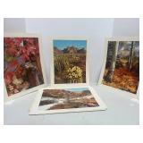 8 Vintage Unframed Nature Prints Various Photographers 14' X 11'