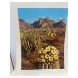 8 Vintage Unframed Nature Prints Various Photographers 14' X 11'