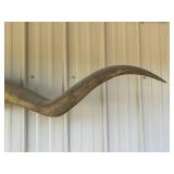 Longhorn Wall Decor - Bull With Painted Center Panel