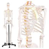 72.83-Inch Life-Size Human Skeleton Model with Detachable Skull & Movable Arms/Legs