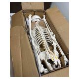 72.83-Inch Life-Size Human Skeleton Model with Detachable Skull & Movable Arms/Legs