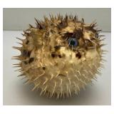 5' Taxidermy Puffer Fish (Very Cool)