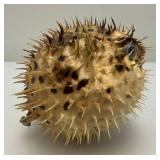5' Taxidermy Puffer Fish (Very Cool)