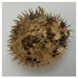 5' Taxidermy Puffer Fish (Very Cool)