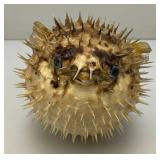 5' Taxidermy Puffer Fish (Very Cool)