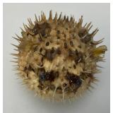 5' Taxidermy Puffer Fish (Very Cool)