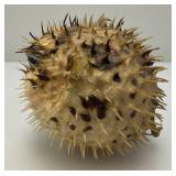 5' Taxidermy Puffer Fish (Very Cool)