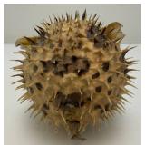 5' Taxidermy Puffer Fish (Very Cool)