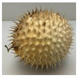 5' Taxidermy Puffer Fish (Very Cool)