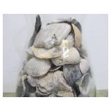 Large Vase Full of Assorted Seashells