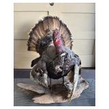 Genuine Taxidermy Turkey