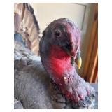 Genuine Taxidermy Turkey