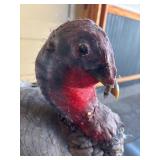 Genuine Taxidermy Turkey