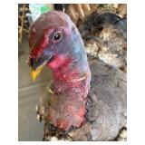 Genuine Taxidermy Turkey