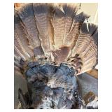 Genuine Taxidermy Turkey
