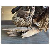 Genuine Taxidermy Turkey