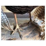 Genuine Taxidermy Turkey