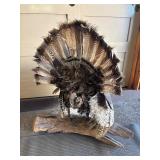Genuine Taxidermy Turkey