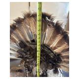 Genuine Taxidermy Turkey