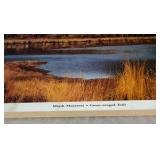 (4) Prints by acclaimed wildlife artist  David Maass