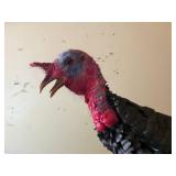 Full Body Turkey Taxidermy Mount on Driftwood Display