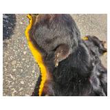 Black Bear Hide Rug with Felt Backing