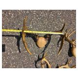 Collection of Deer and Antelope Antlers and Horn Mounts