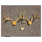 Decorative Deer Antler Mount Group