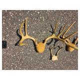 Decorative Deer Antler Mount Group
