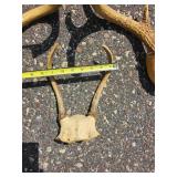 Decorative Deer Antler Mount Group