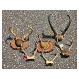 Large Decorative Deer Antler Mount Collection