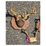 Large Decorative Deer Antler Mount Collection