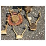 Large Decorative Deer Antler Mount Collection