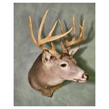 Taxidermy Whitetail Deer Shoulder Mount