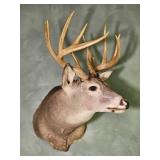 Taxidermy Whitetail Deer Shoulder Mount