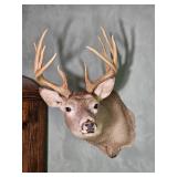 Taxidermy Whitetail Deer Shoulder Mount