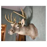 Taxidermy Whitetail Deer Shoulder Mount