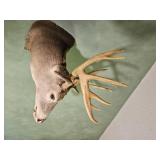 Taxidermy Whitetail Deer Shoulder Mount