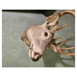 Taxidermy Whitetail Deer Shoulder Mount