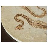 Round Fossil Snake Skeleton Wall Plaque
