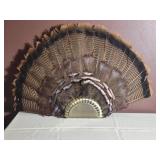 Mounted Turkey Feather Fan Display