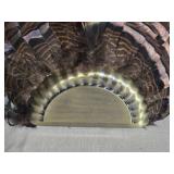 Mounted Turkey Feather Fan Display