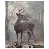 BR1 - Thomas D. Mangelsen Whitetail Reflections Print Framed